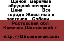 Щенок  маремма абруцкой овчарки › Цена ­ 50 000 - Все города Животные и растения » Собаки   . Ростовская обл.,Каменск-Шахтинский г.